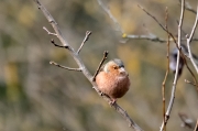 Pinsà comú (Fringilla coelebs)