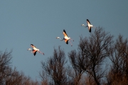 Flamenc (Phoenicopterus ruber)