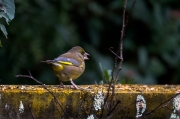 Verdum (Carduelis chloris)