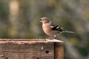 Pinsà comú (Fringilla coelebs)