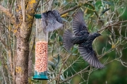 Estornell vulgar (Sturnus vulgaris)