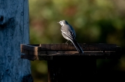 Cuereta blanca vulgar ( Motacilla alba)