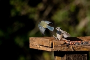 Mallerenga blava (Cyanistes caeruleus) Mallerenga emplomallada (Parus cristatus)