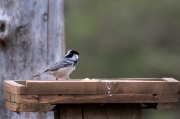 Mallerenga petita (Parus ater)