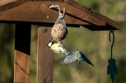 Mallerenga carbonera (Parus major) Mallerenga blava (Cyanistes caeruleus)