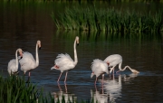 Flamenc  Phoenicopterus ruber