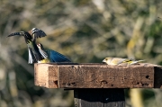 Femella de Pinsà comú (Fringilla coelebs)  Mascle de Verdum (Carduelis chloris)