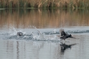 Fotja (Fulica atra)