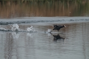 Fotja (Fulica atra)