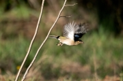 Mascle de Verdum (Carduelis chloris) ?