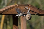 Mallerenga carbonera (Parus major)