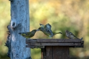 Femella de Pinsà comú (Fringilla coelebs)  Mascle de Verdum (Carduelis chloris)