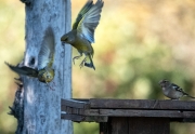 Femella de Pinsà comú (Fringilla coelebs)  Mascle de Verdum (Carduelis chloris)