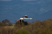 Flamenc. Phoenicopterus ruber