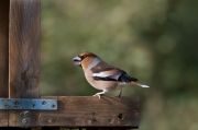 Durbec (Coccothraustes coccothraustes)