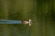 Femella d'Ànec collverd (Anas platyrhynchos)