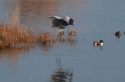 Bernat pescaire (Ardea cinerea)