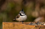 Mallerenga emplomallada (Parus cristatus)