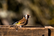 Cadernera (Carduelis carduelis)