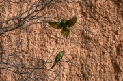 Aratinga mitrada ( Psittacara mitratus )