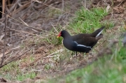 Polla d'aigua (Gallinula chloropus)