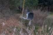 Bernat pescaire (Ardea cinerea)