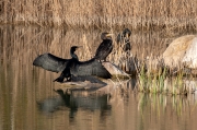 Corb marí (Phalacrocorax carbo)