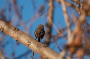 Femella de Cotxa fumada (Phoenicurus ochruros)