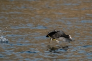 Fotja (Fulica atra)