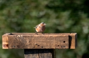 Pinsà comú (Fringilla coelebs)