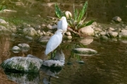 Esplugabous ( Bubulcus ibis )