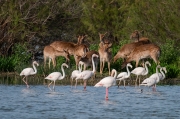 Daines. (Dama dama) i Flamenc (Phoenicopterus ruber).