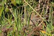 Tallarol capnegre (Sylvia melanocephala)