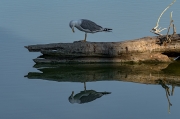 Gavià argentat (Larus michahellis)