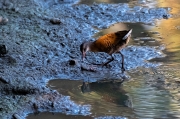 Rascló (Rallus aquaticus)