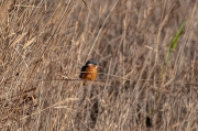 Blauet (Alcedo atthis)