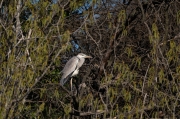 Bernat pescaire (Ardea cinerea)