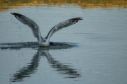 Gavià argentat (Larus michahellis)