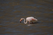 Flamenc (Phoenicopterus ruber)