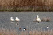 Bec planer ( Platalea leucorodia )