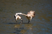 Flamenc (Phoenicopterus ruber)