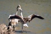 Flamenc (Phoenicopterus ruber)