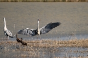 Bernat pescaire (Ardea cinerea)  Capó reial ( Plegadis fascinellus ) 2de2