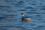 Cabussó coll-negre (Podiceps nigricollis)