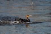 Corb marí (Phalacrocorax carbo)