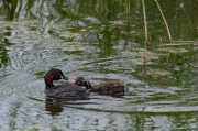 Cabusset (Tachybaptus ruficollis)