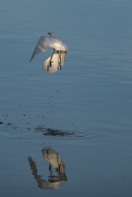 Martinet blanc (Egretta garzetta)