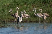 Bernat pescaire (Ardea cinerea) i Flamenc (Phoenicopterus ruber)