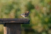 Pinsà comú (Fringilla coelebs)