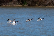 Ànec blanc (Tadorna tadorna)